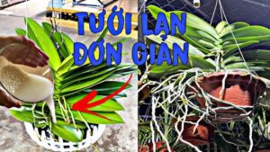 nuoc-vo-gao-cho-hoa-lan
